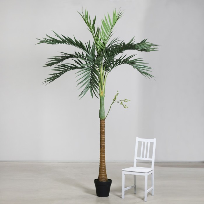 PIANTA DI PALMA H270